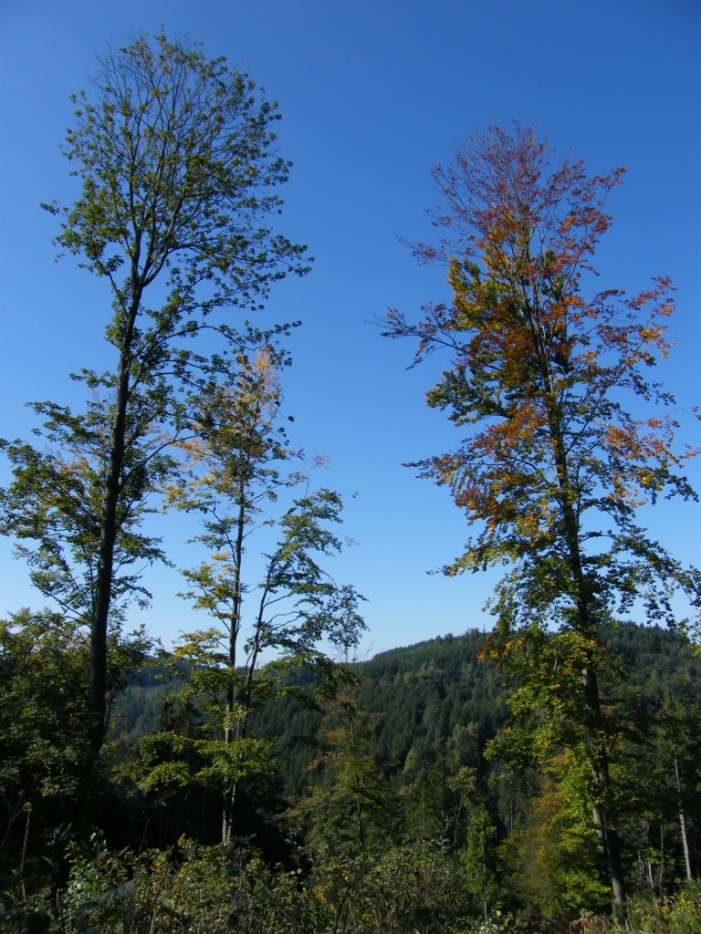 DSCF8201
